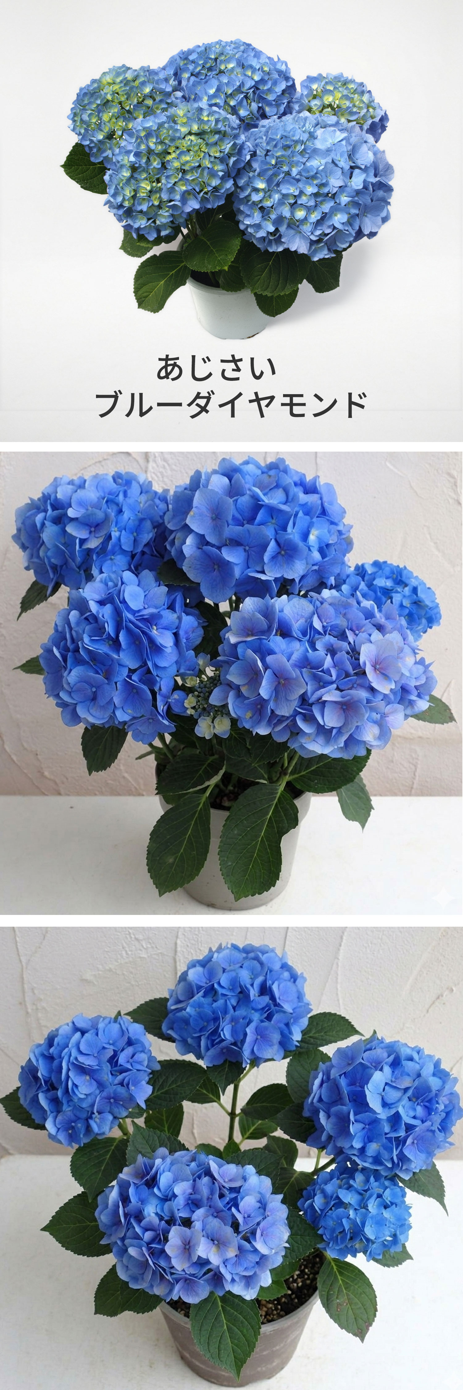 ブルーダイヤモンド