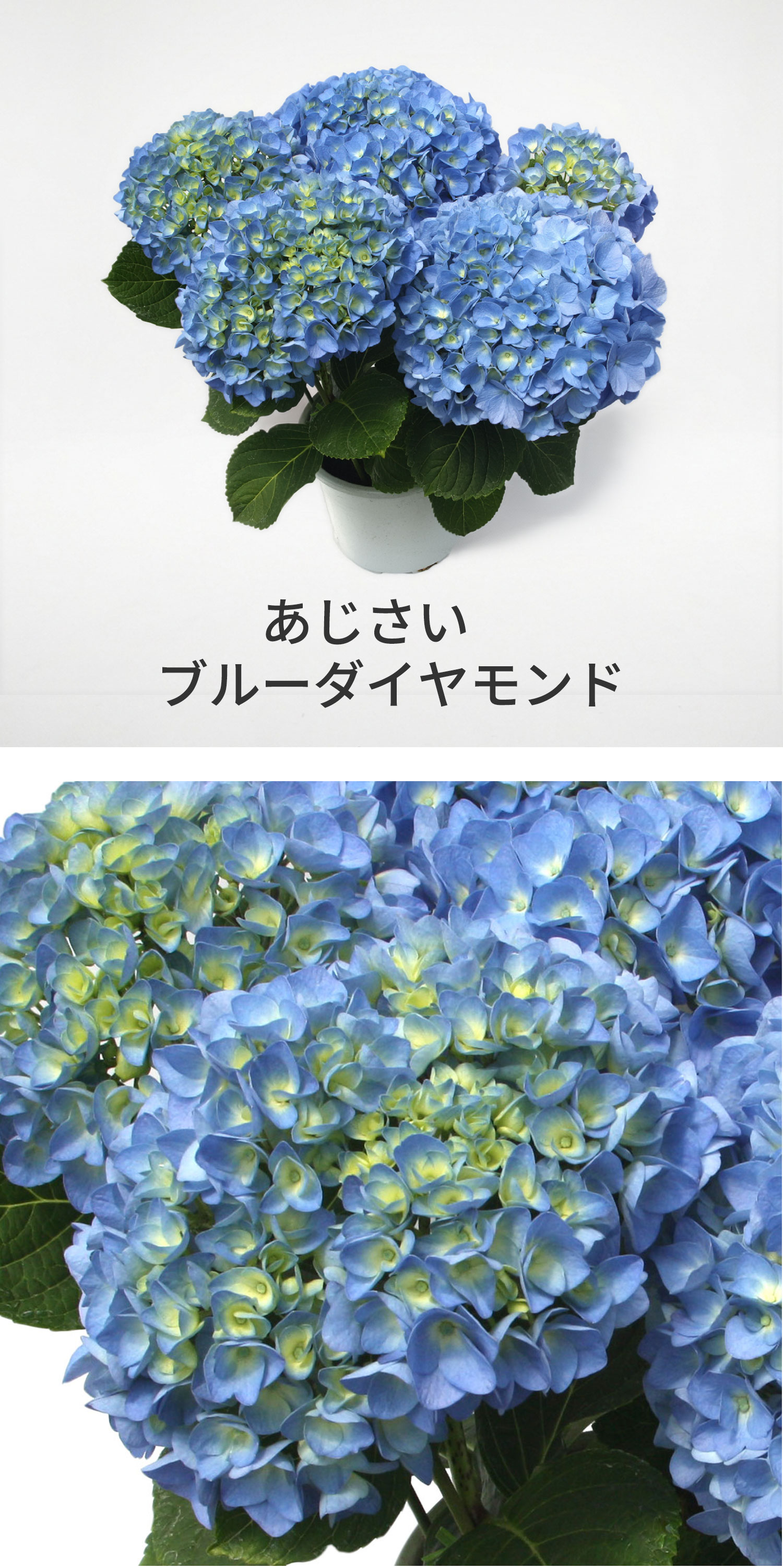 ブルーダイヤモンド