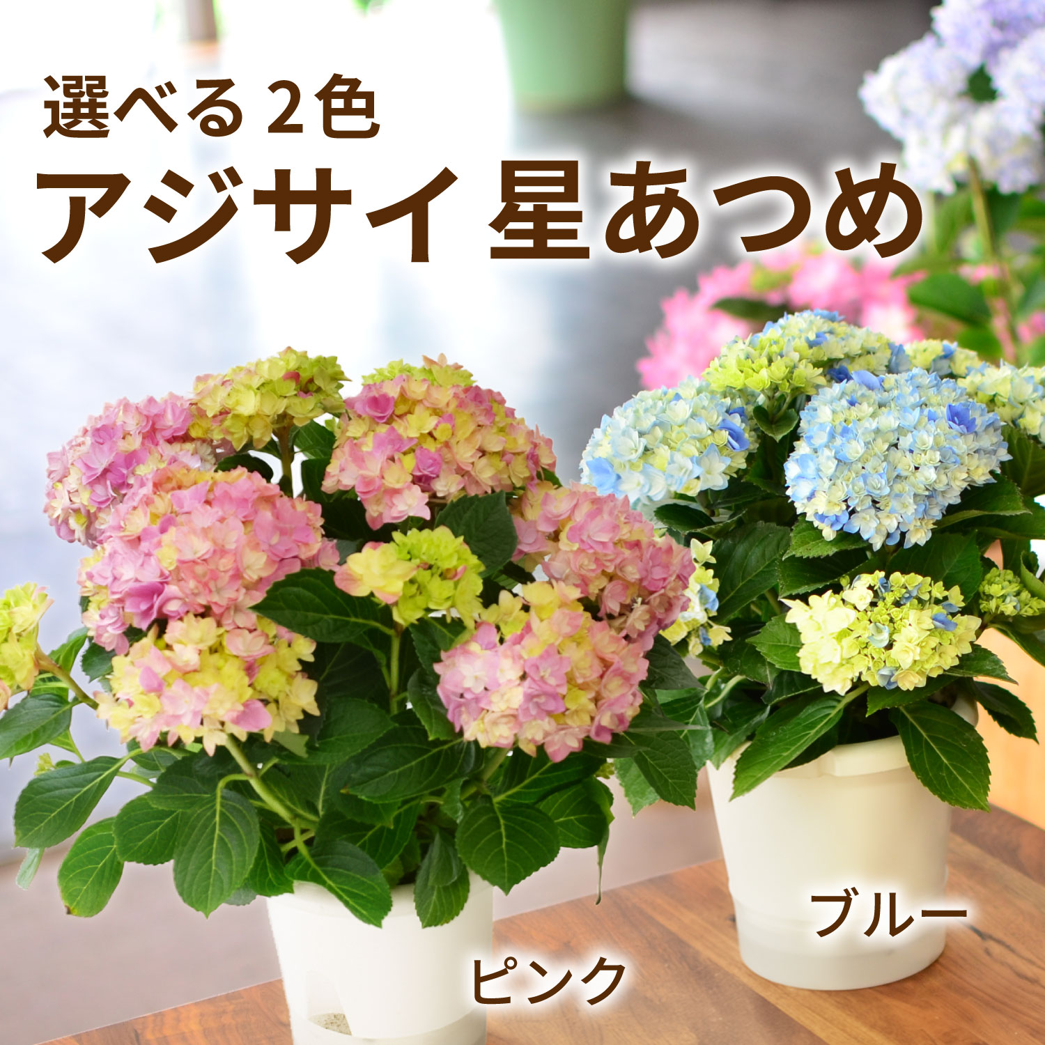 星あつめ