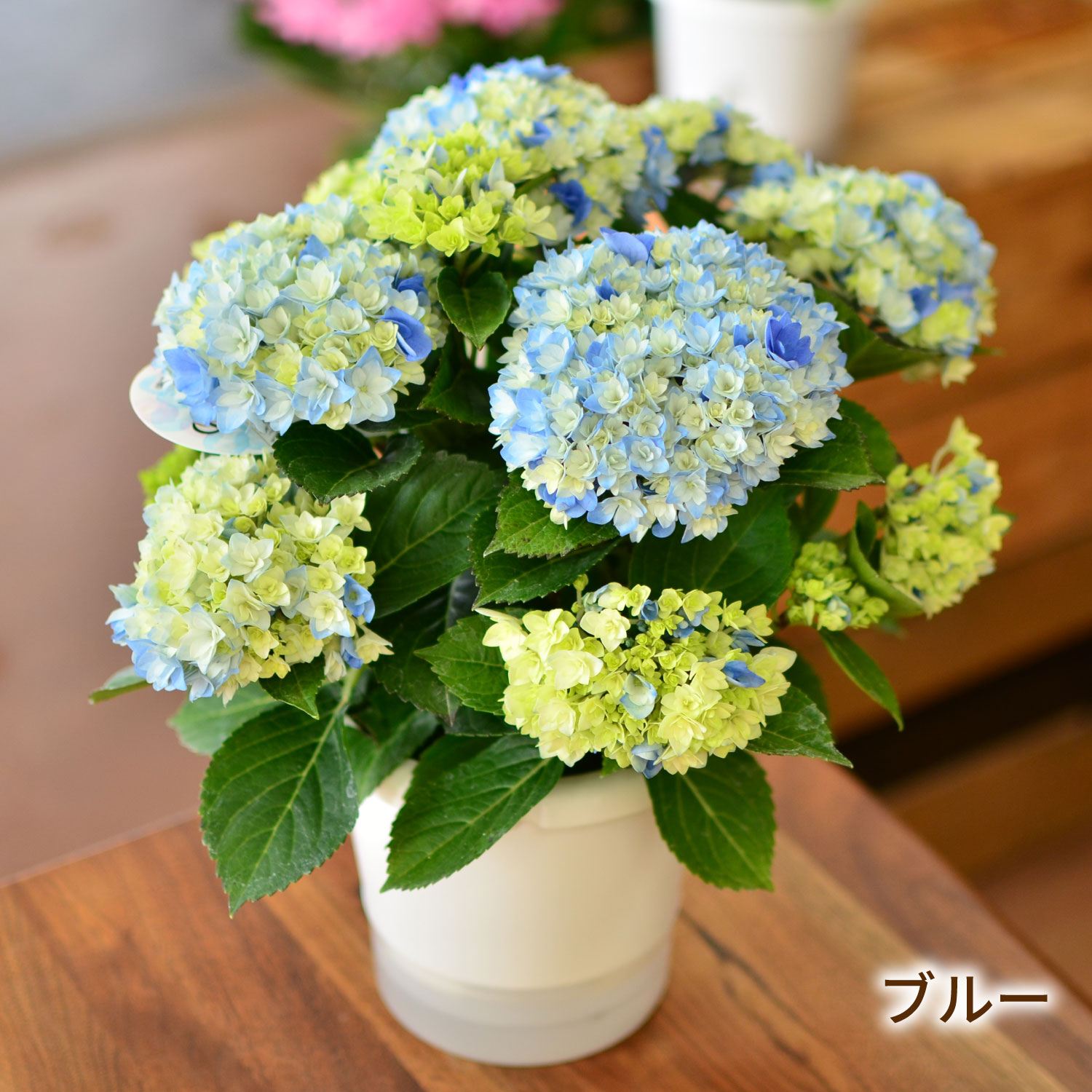 星あつめブルー