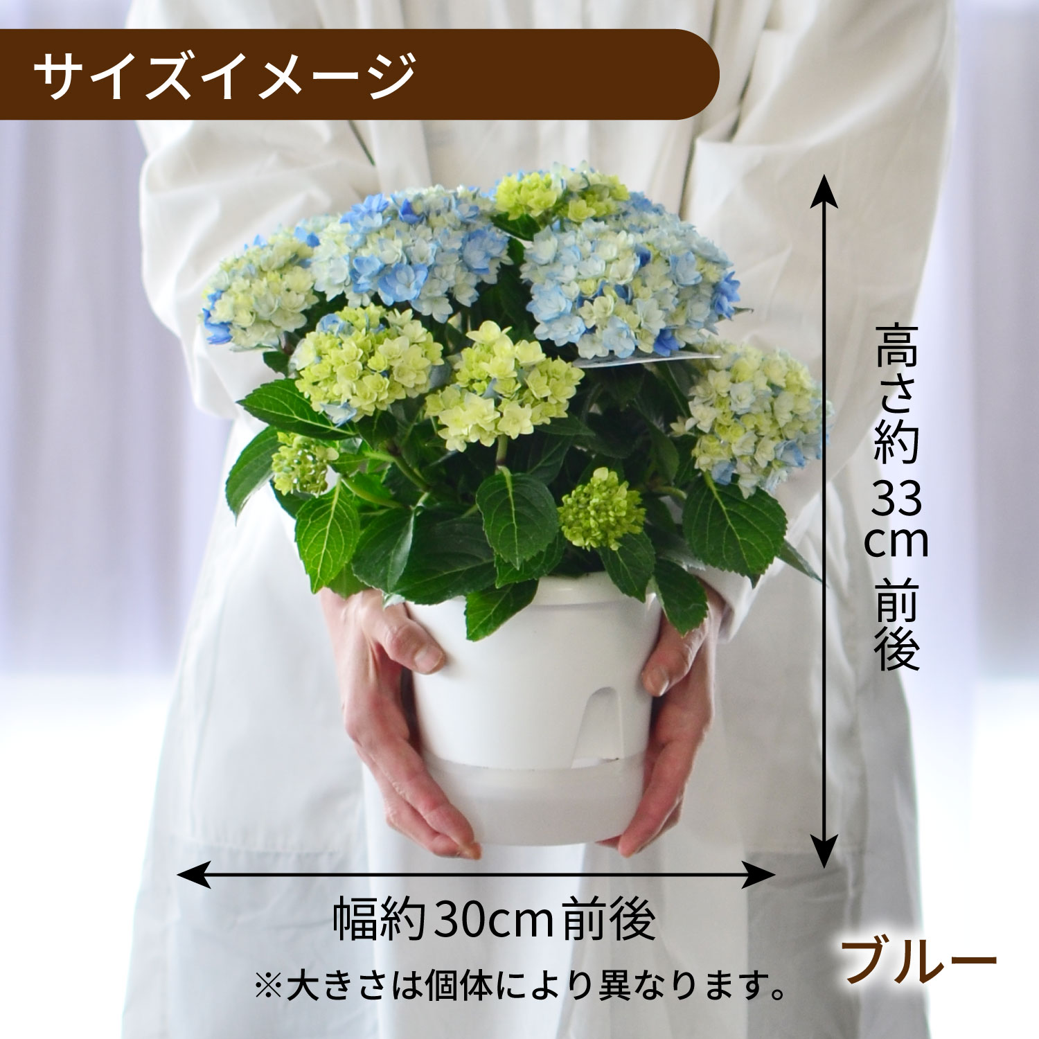 サイズイメージ／ブルー
