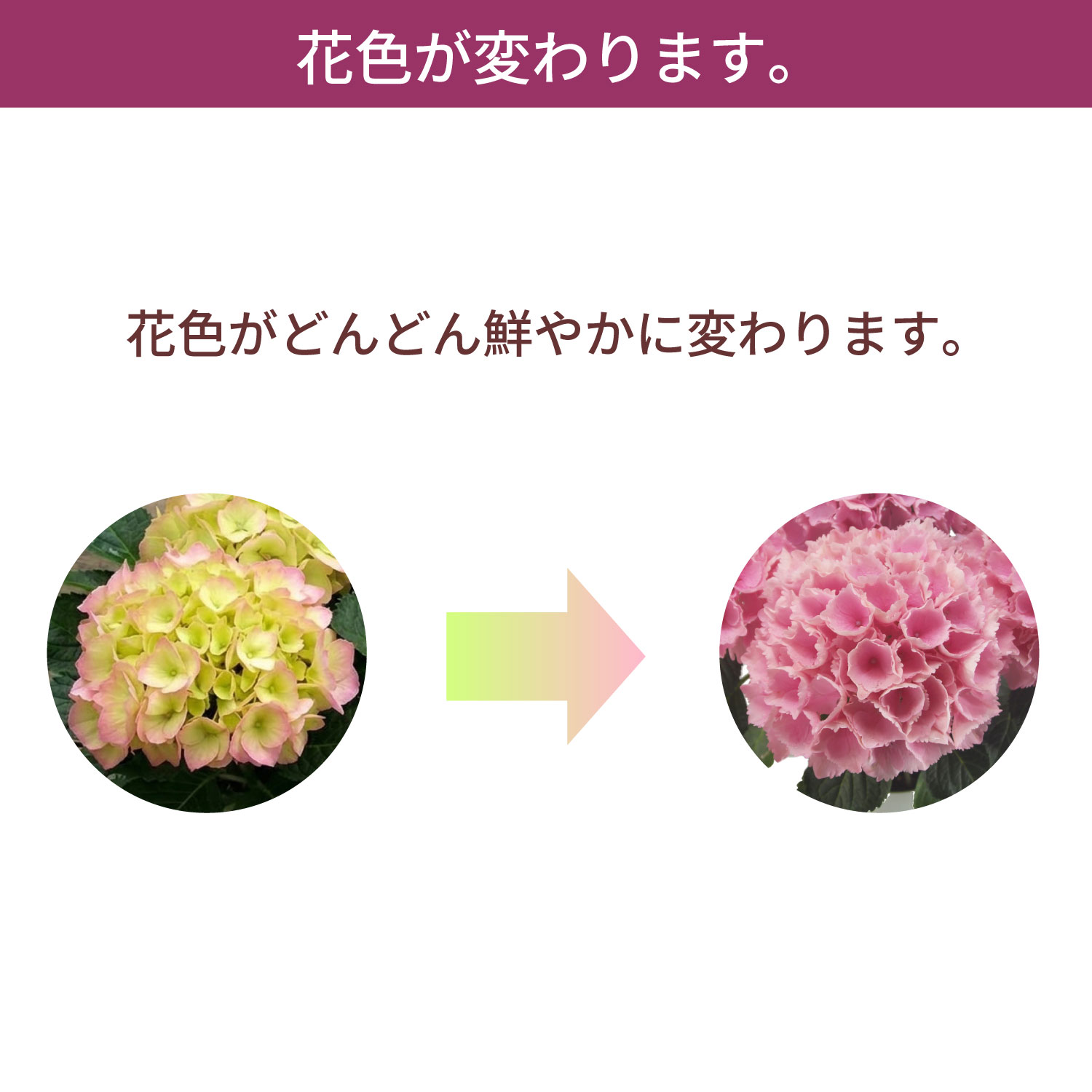 ピンクセンセーション