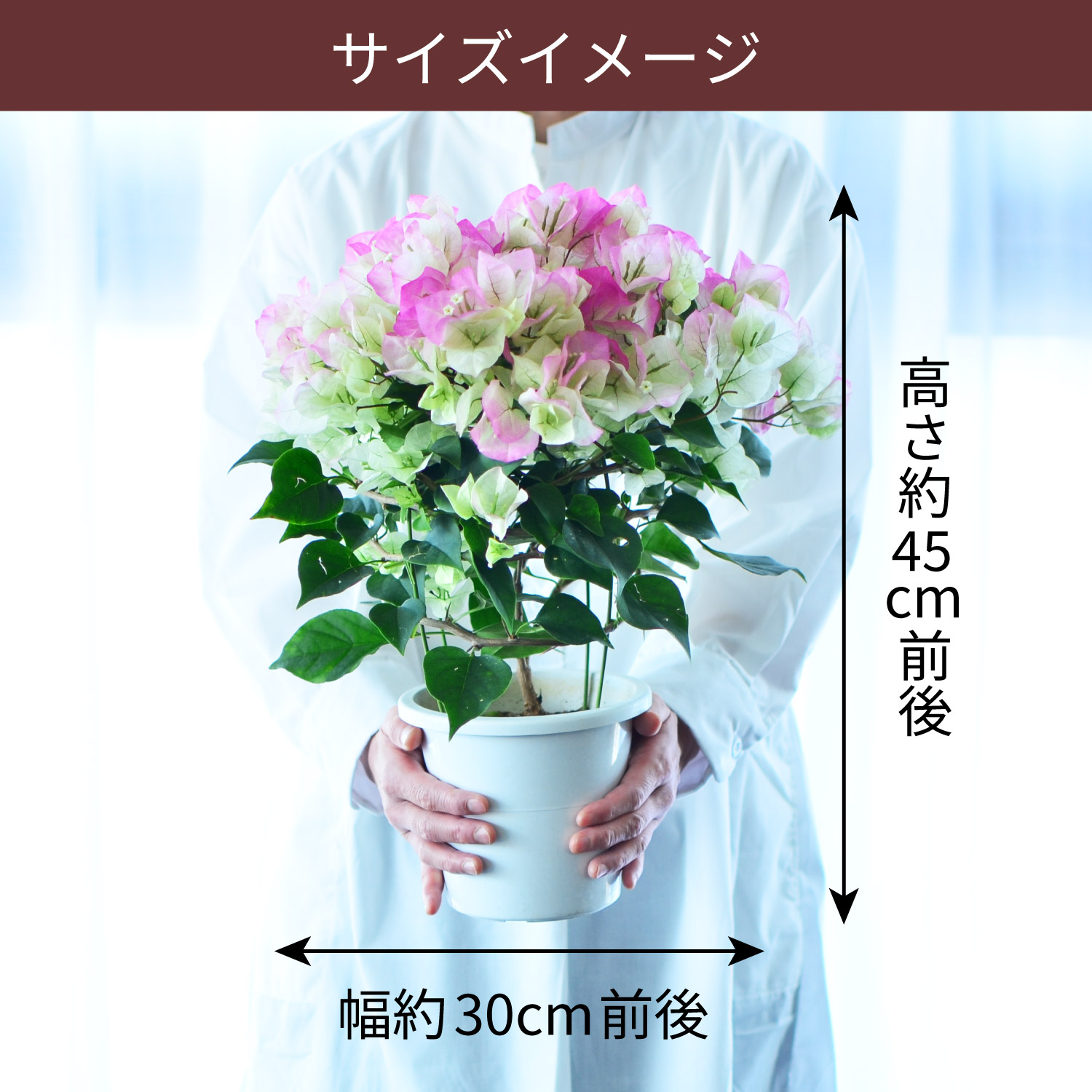 サイズイメージ