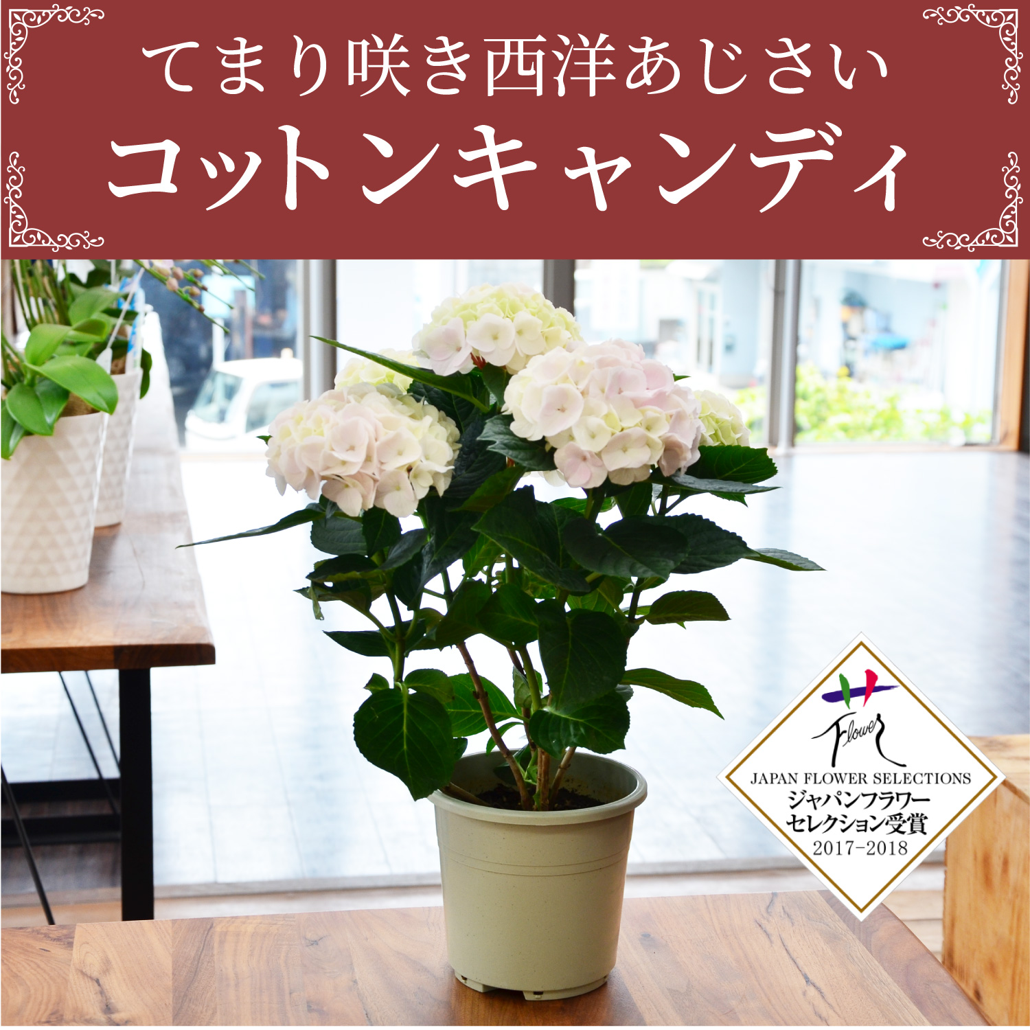 あじさいコットンキャンディ