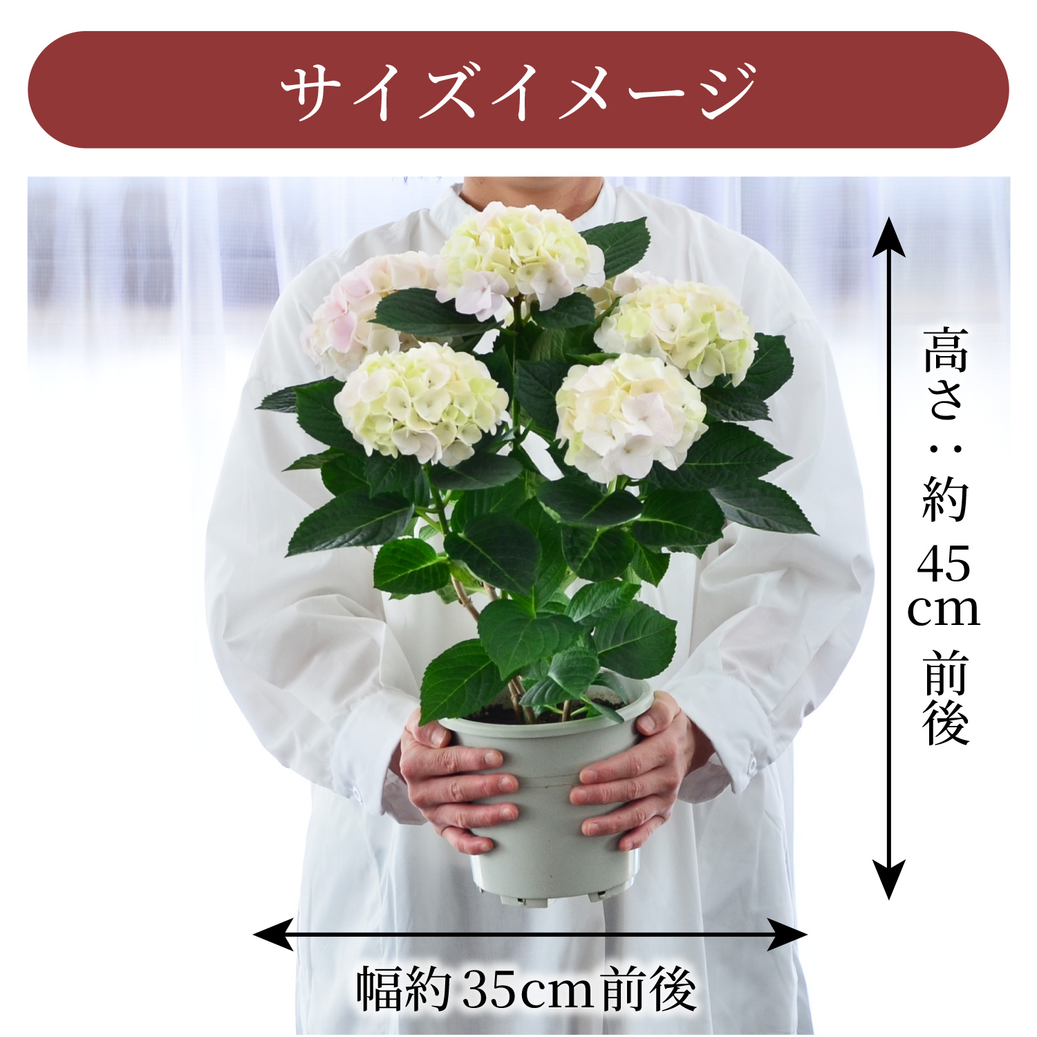あじさいコットンキャンディサイズイメージ