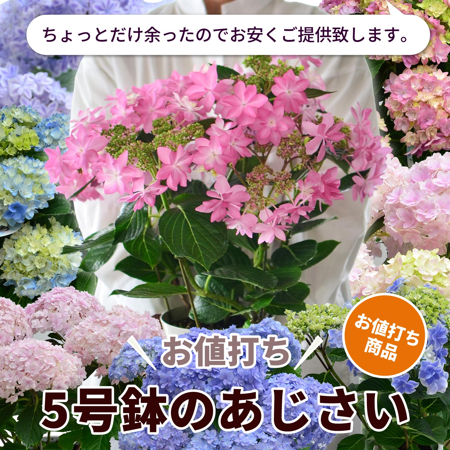 お値打ちおまかせあじさい