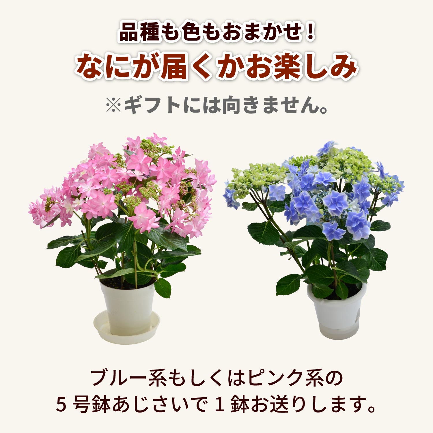何が届くかお楽しみ