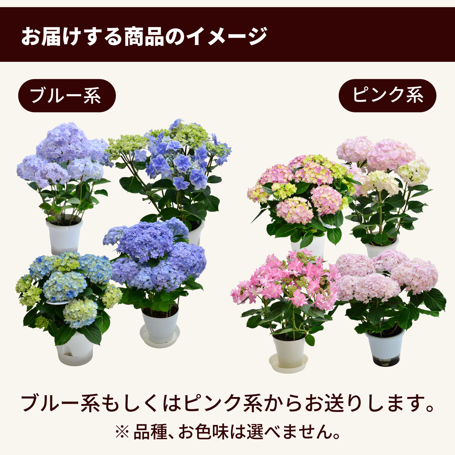 ピンク系もしくはブルー系からお届け