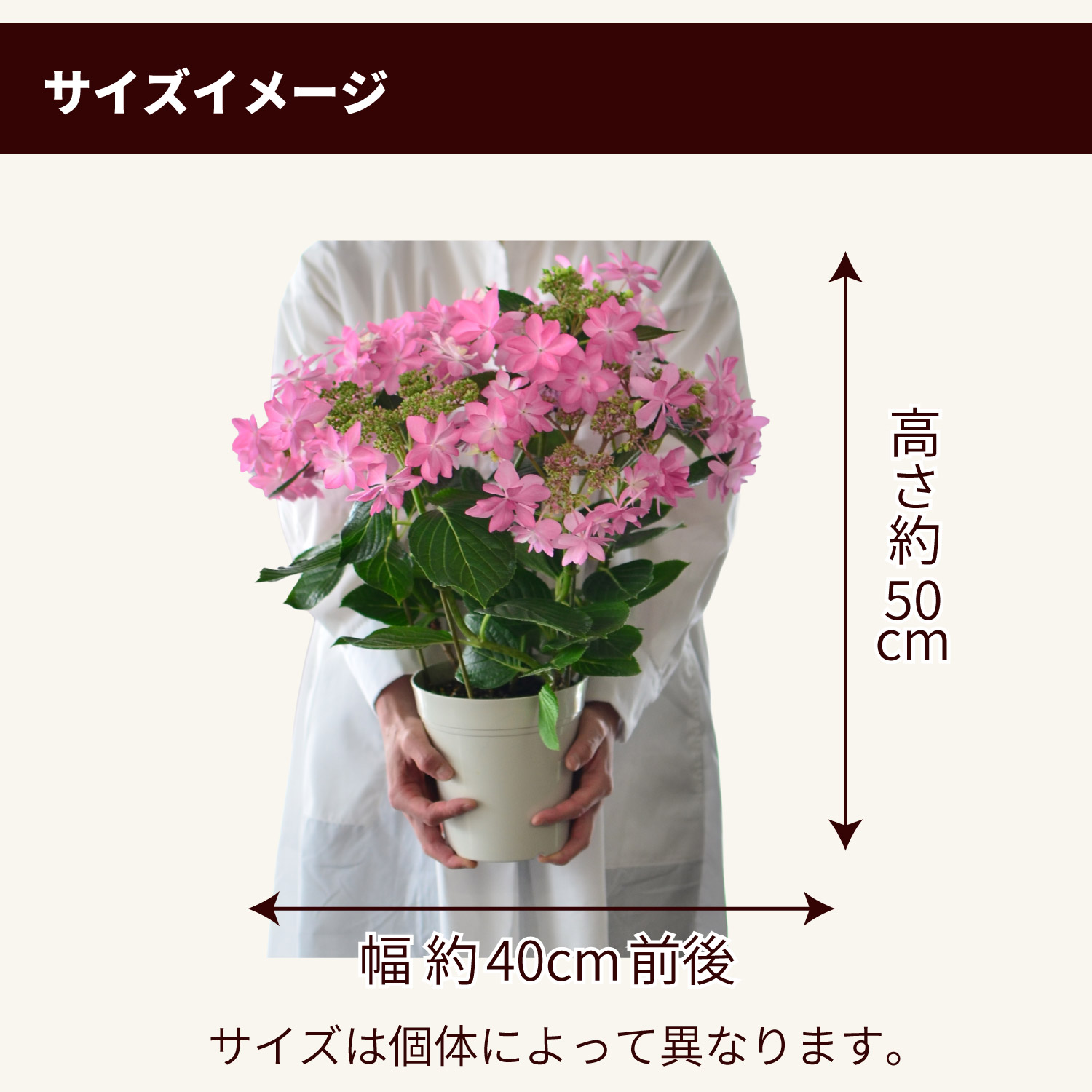 サイズイメージ