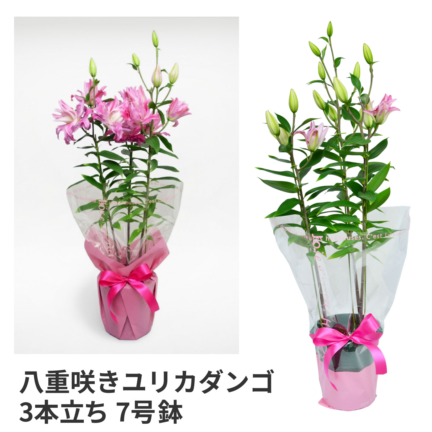 カダンゴ八重ユリ