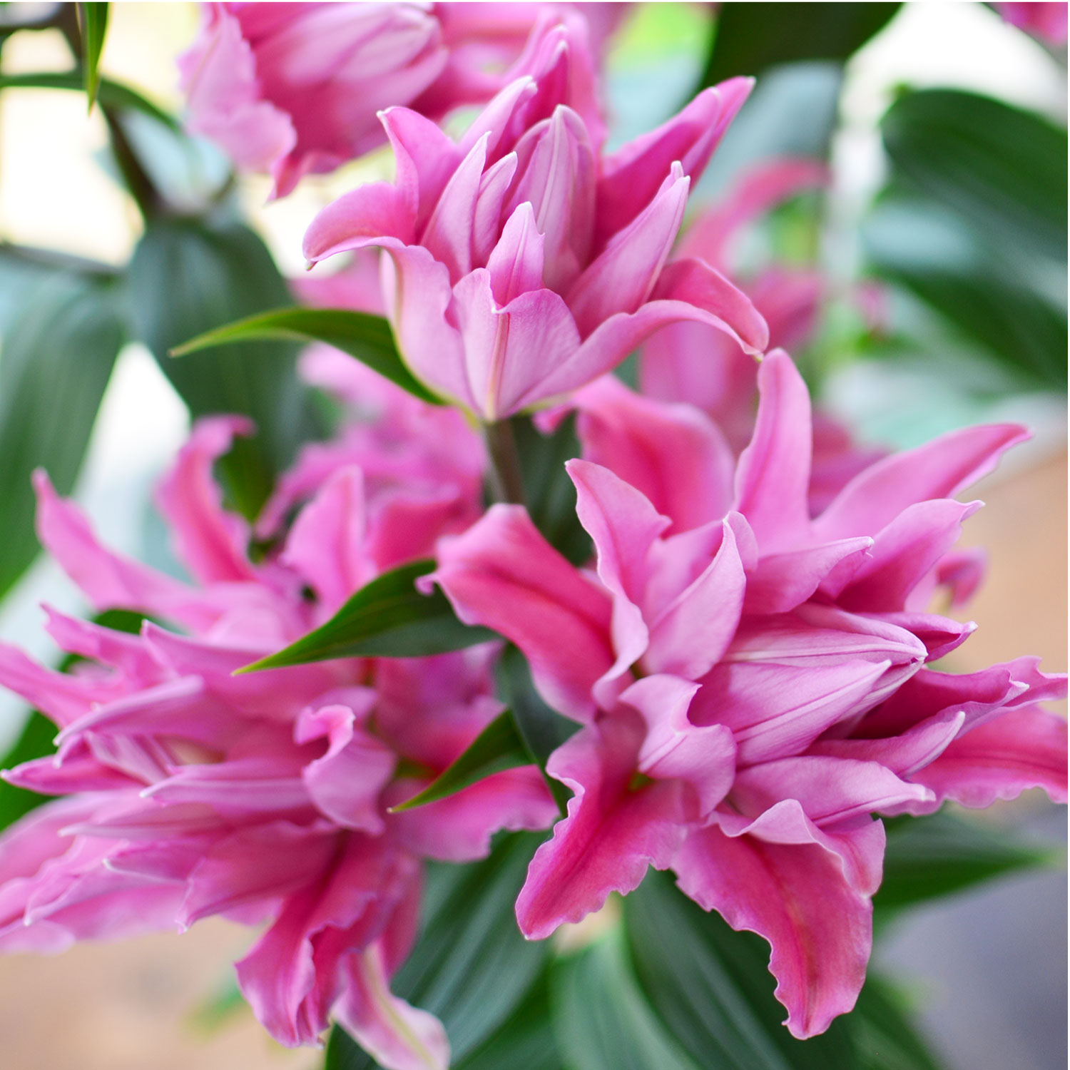 カダンゴ八重ユリアップ