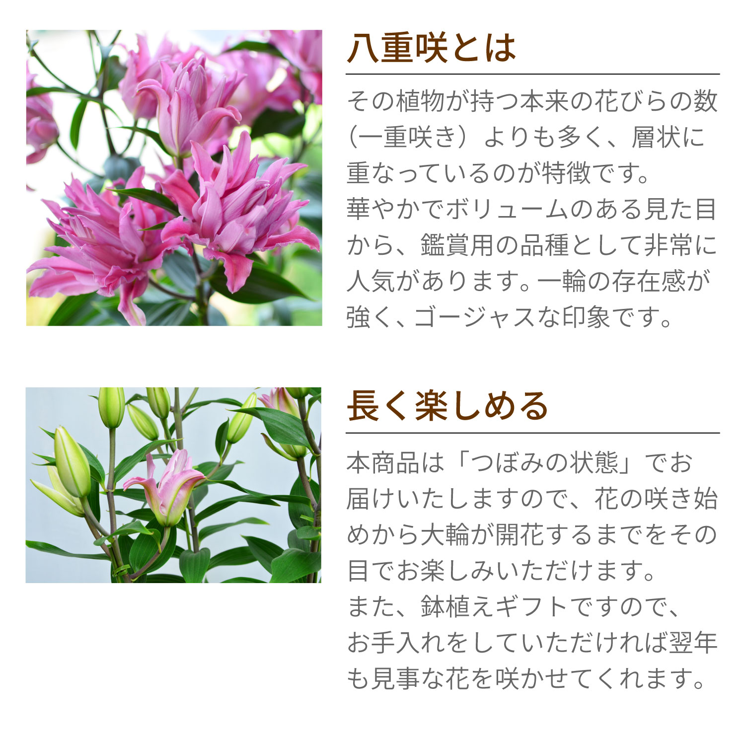 カダンゴ八重ユリ説明