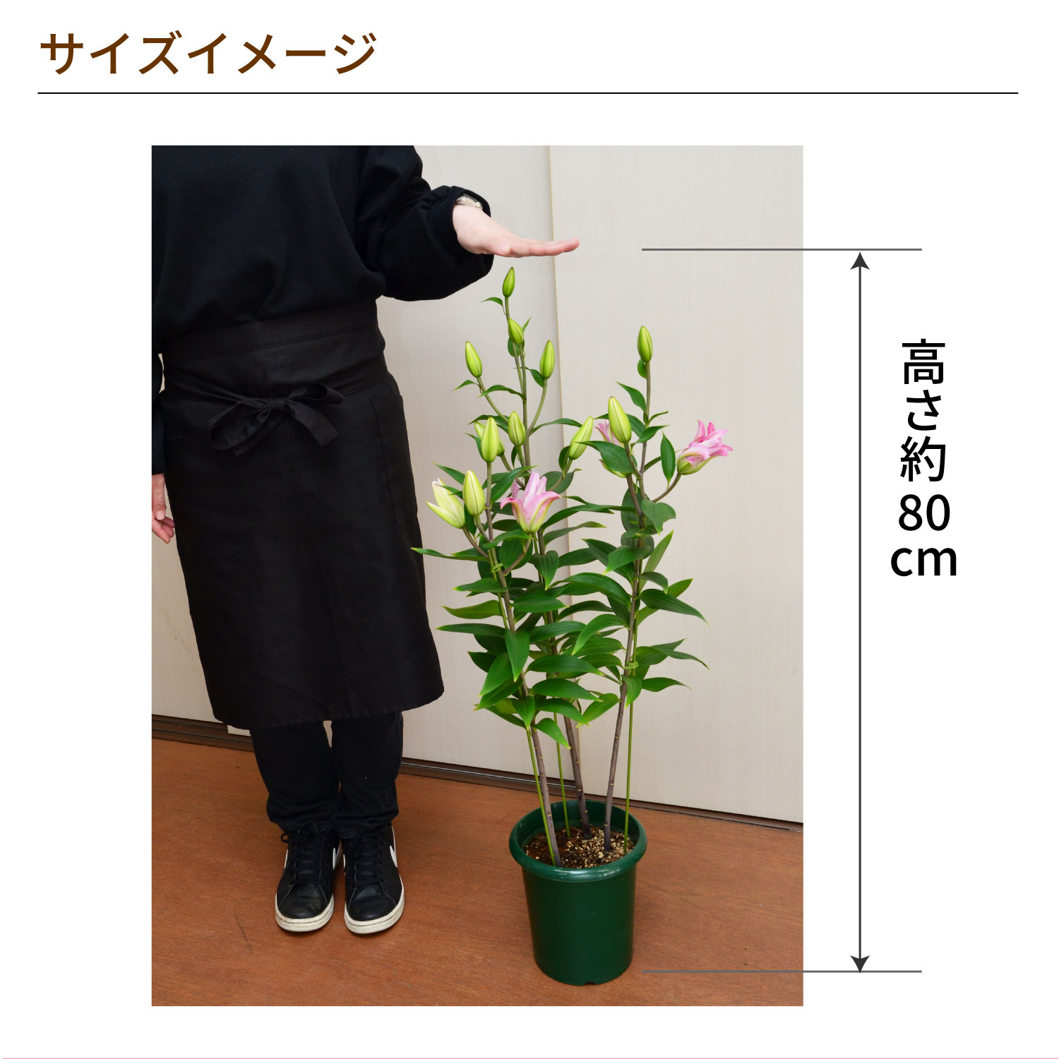 カダンゴ八重ユリサイズイメージ