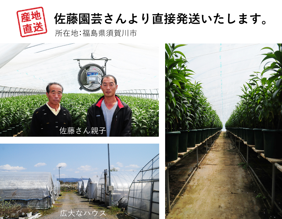 カダンゴ八重ユリ佐藤園芸