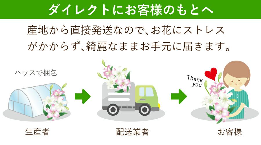 カダンゴ八重ユリ産地直送