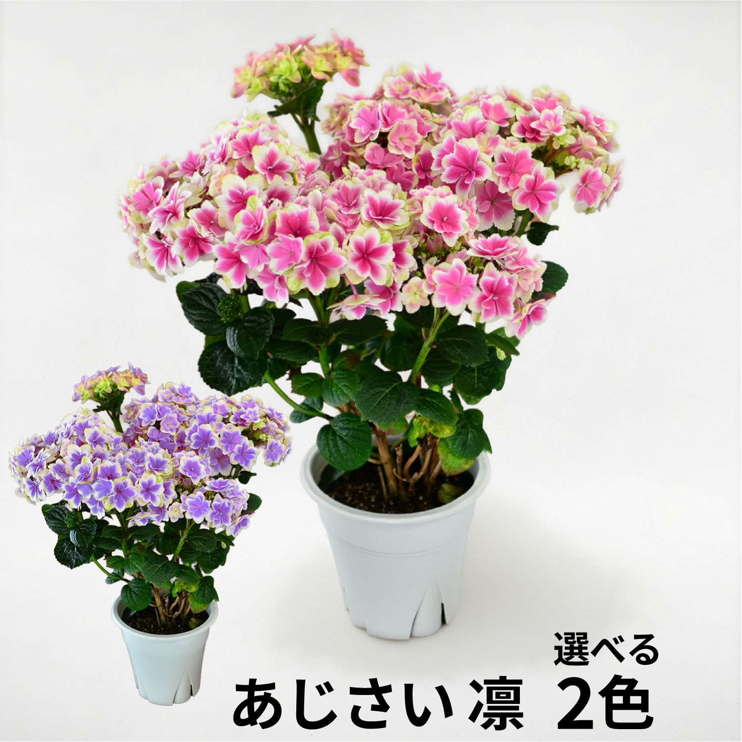 凛ブルーピンク