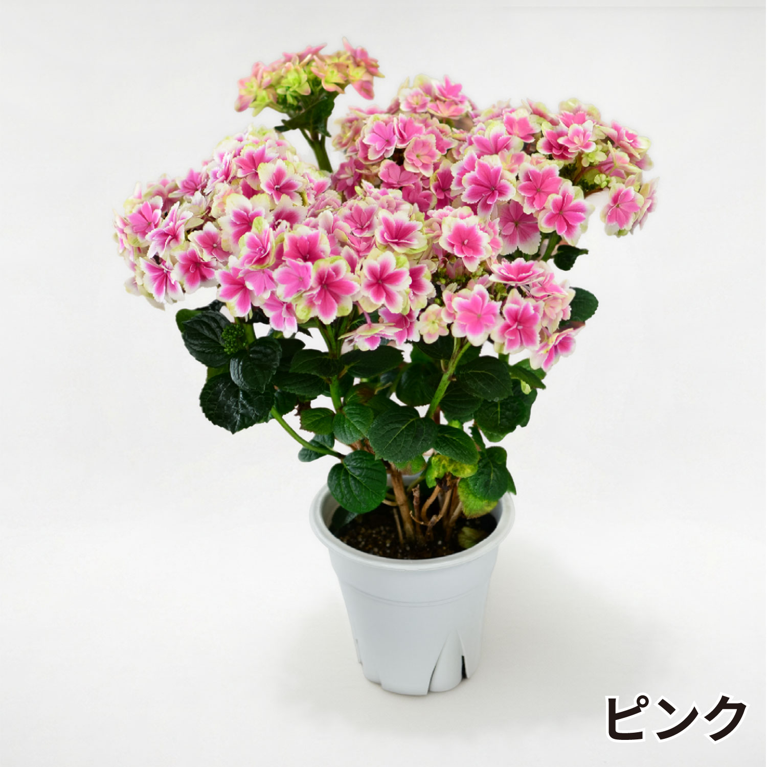 凛ブルーピンク