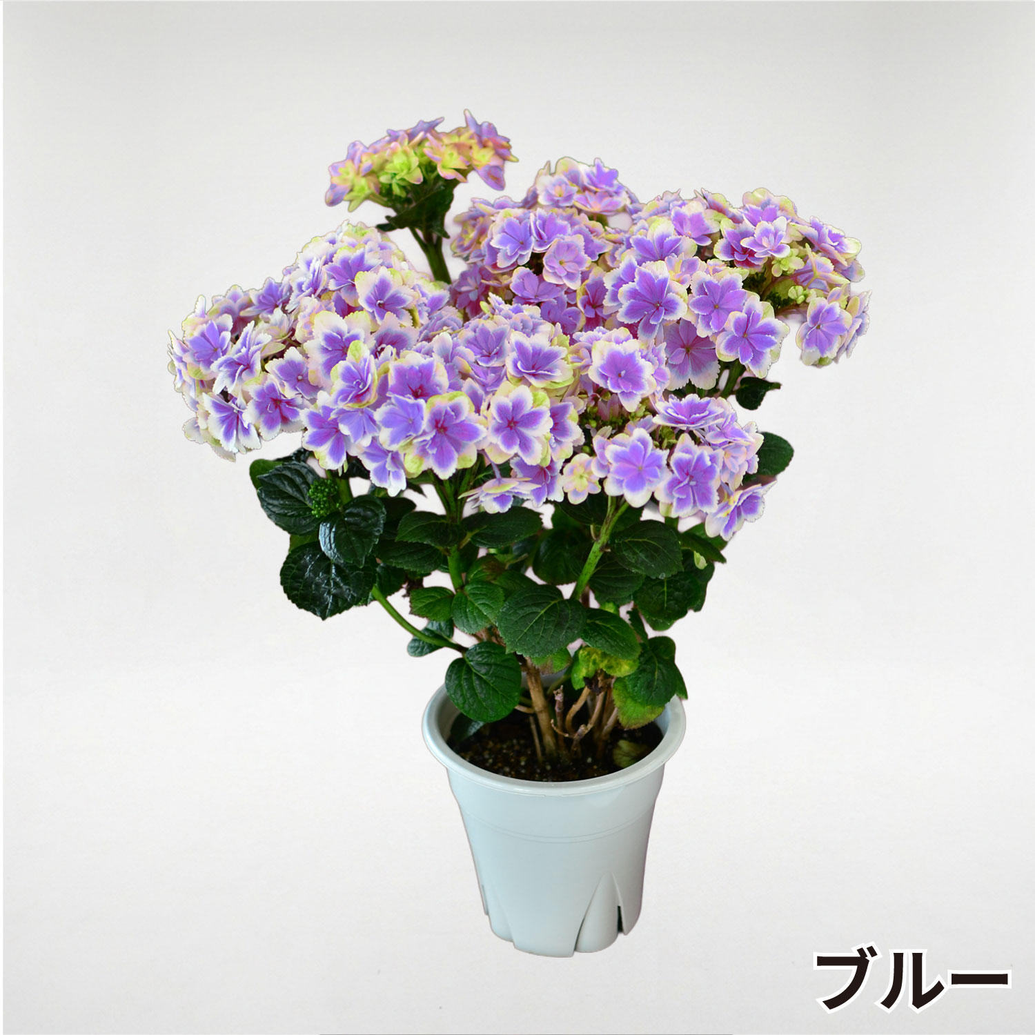 凛ブルーピンク