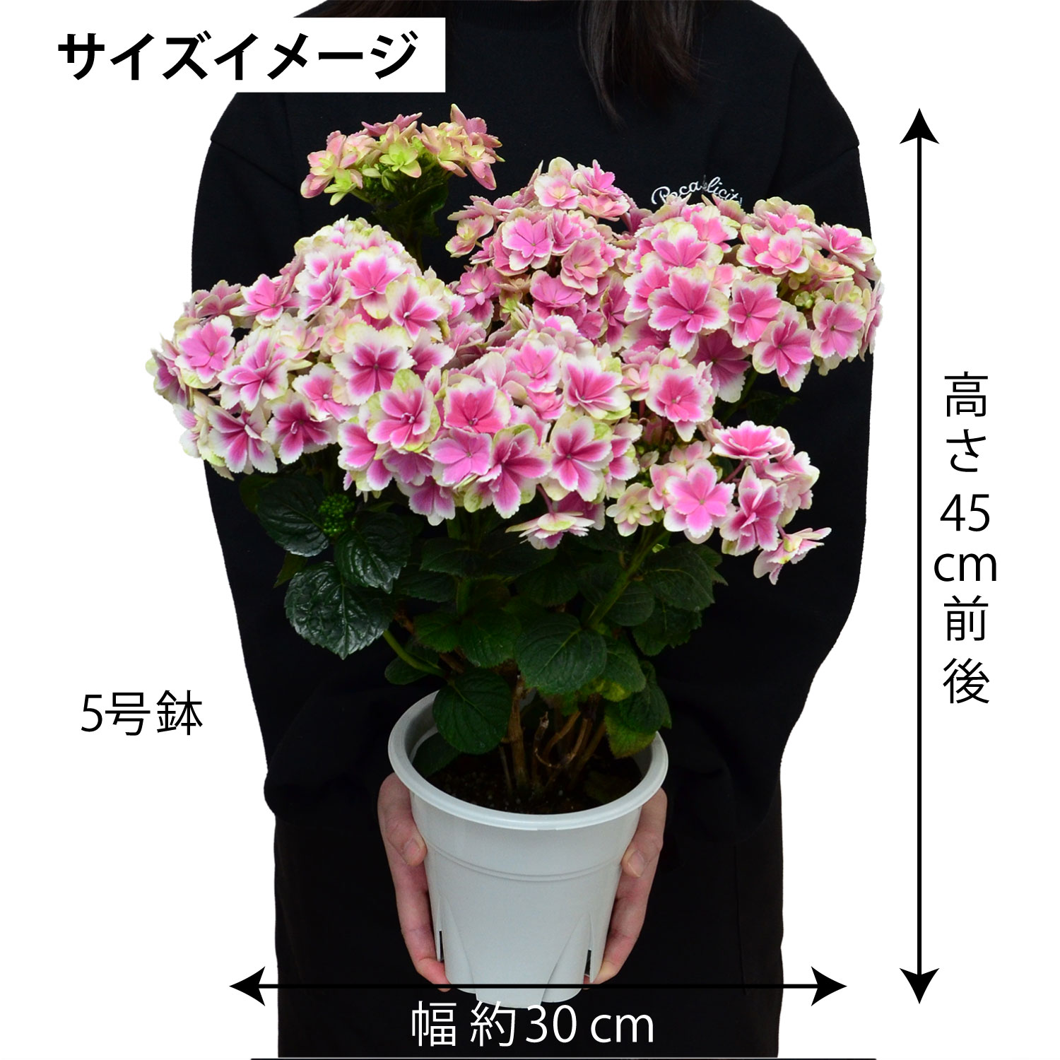 凛ブルーピンク