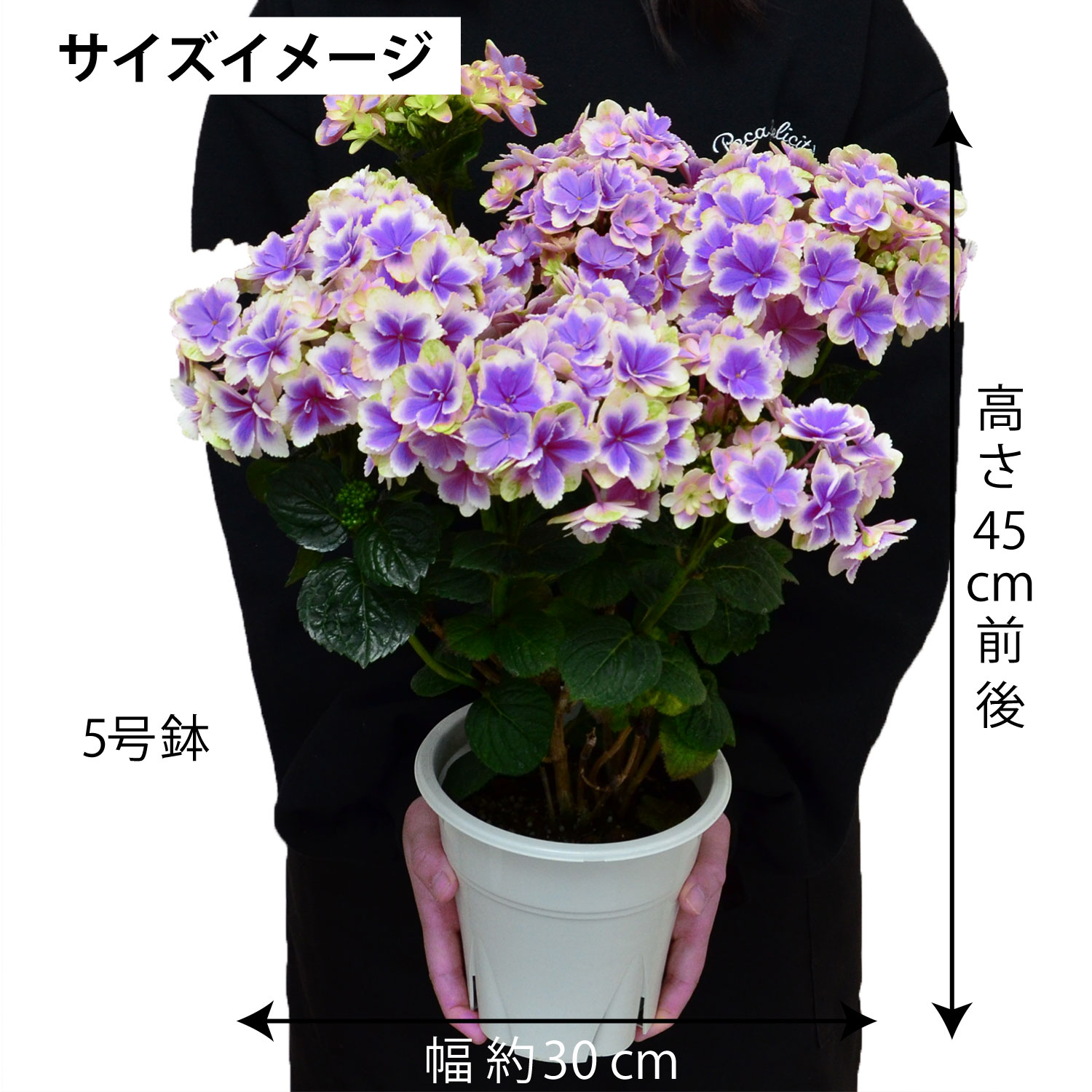 凛ブルーピンク