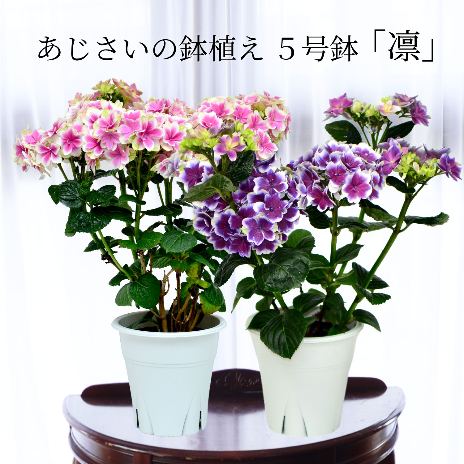 凛ブルーピンク
