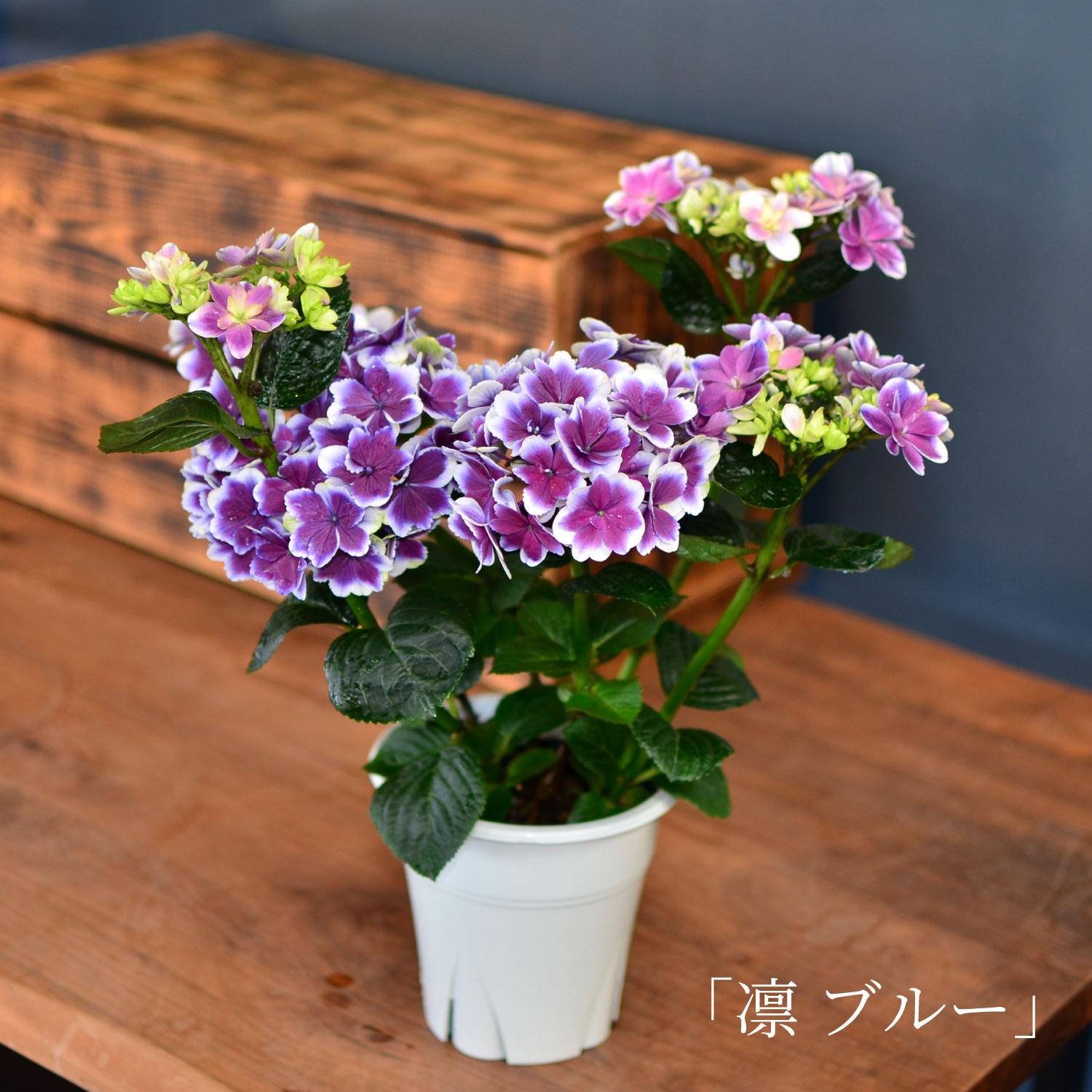 母の日 産地直送 あじさいの鉢植え 5号鉢 凛 | 花工房エーデルワイス