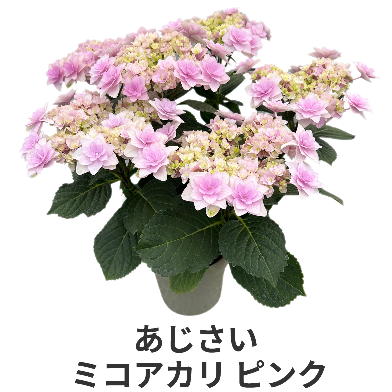 ミコアカリピンク