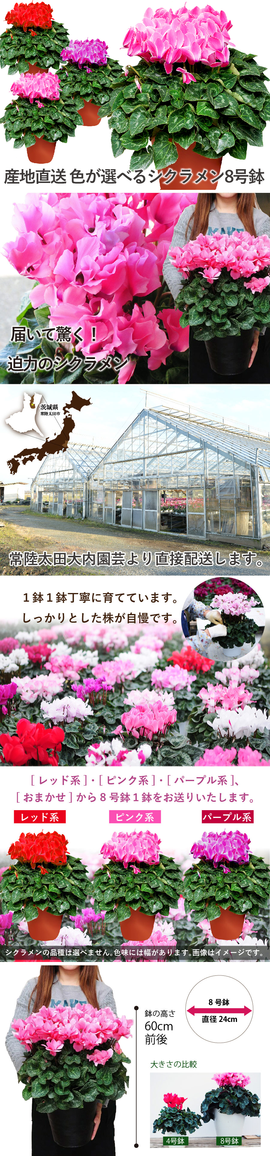 産地直送 シクラメン 8号鉢 お歳暮 帰省暮 8寸
