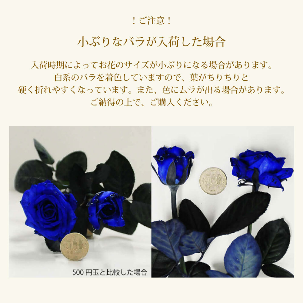 青バラ100本の花束