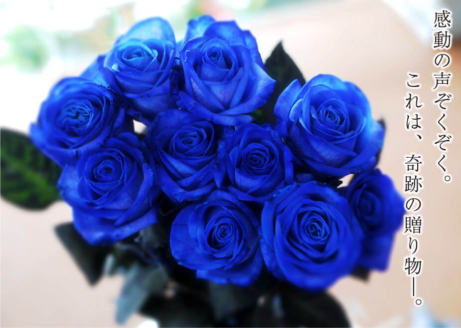 薔薇 言葉 青い 花