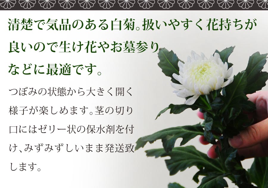 お彼岸・お盆のお墓参りに、法事法要や仏壇にお供えするお花として。国産の白い菊の花20本の切花