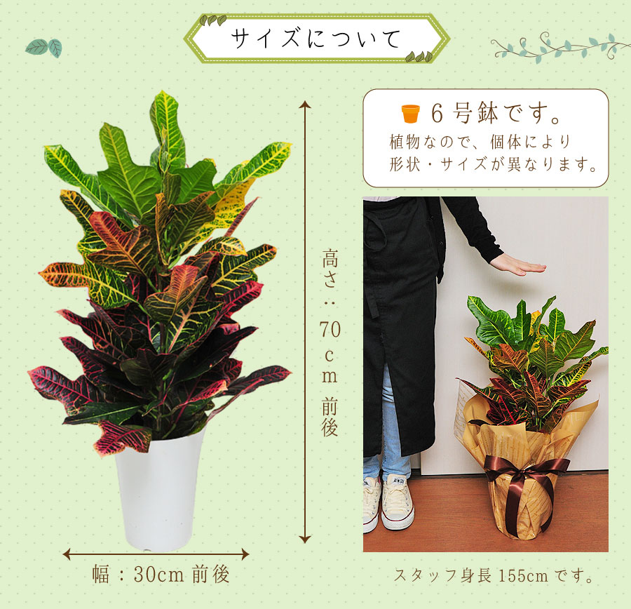 2798円 正規店仕入れの 観葉植物 クロトン エクセレント 8号