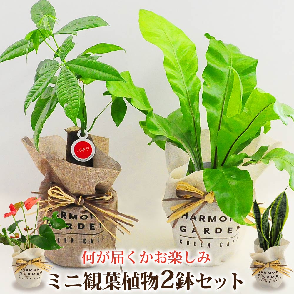 観葉植物 アンスリウム アンスリューム 赤 レッド 鉢植え おしゃれ インテリア 室内