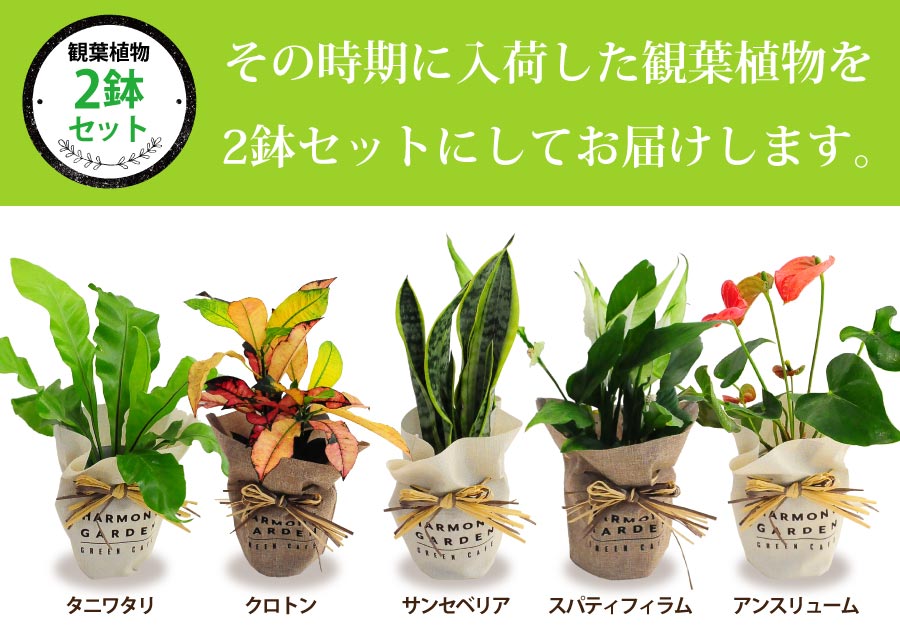観葉植物 アンスリウム アンスリューム 赤 レッド 鉢植え おしゃれ インテリア 室内