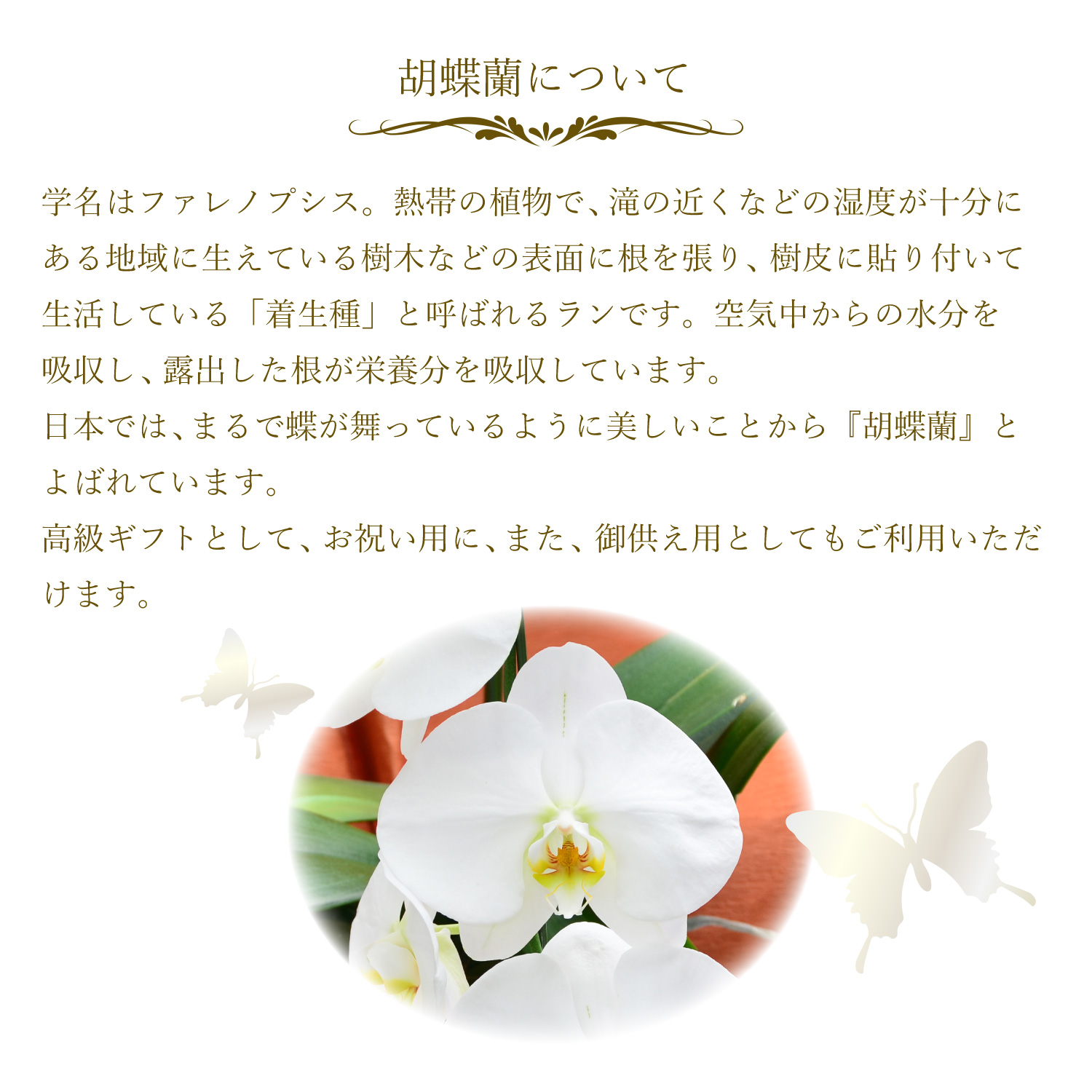 胡蝶蘭3本立35輪以上