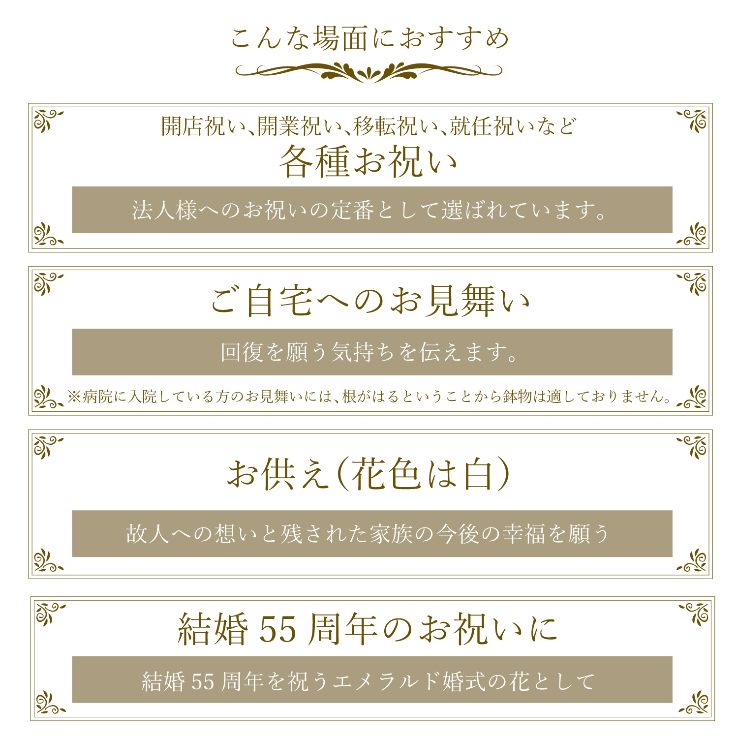 胡蝶蘭3本立35輪以上