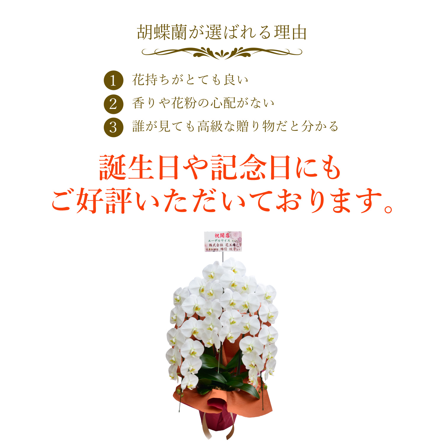 胡蝶蘭3本立35輪以上