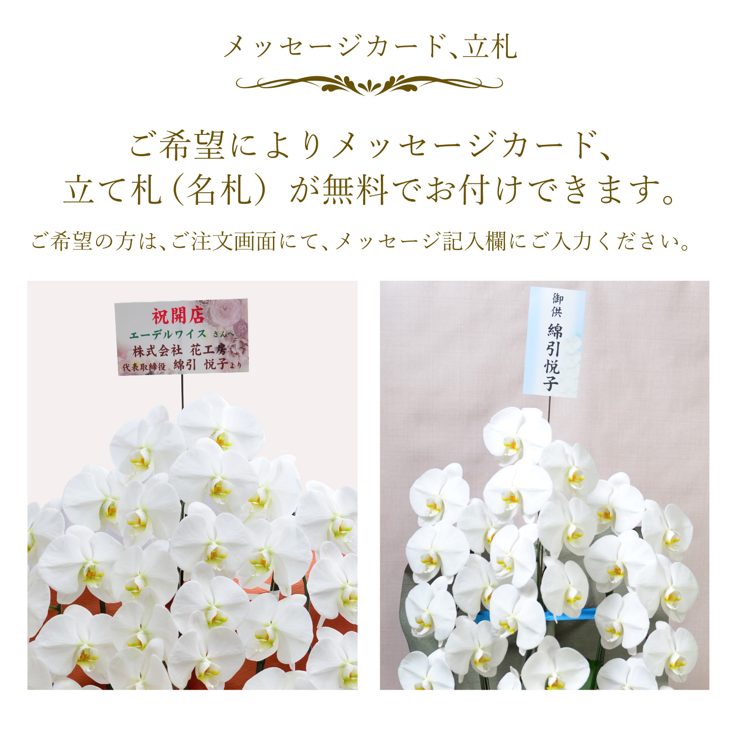 胡蝶蘭3本立35輪以上