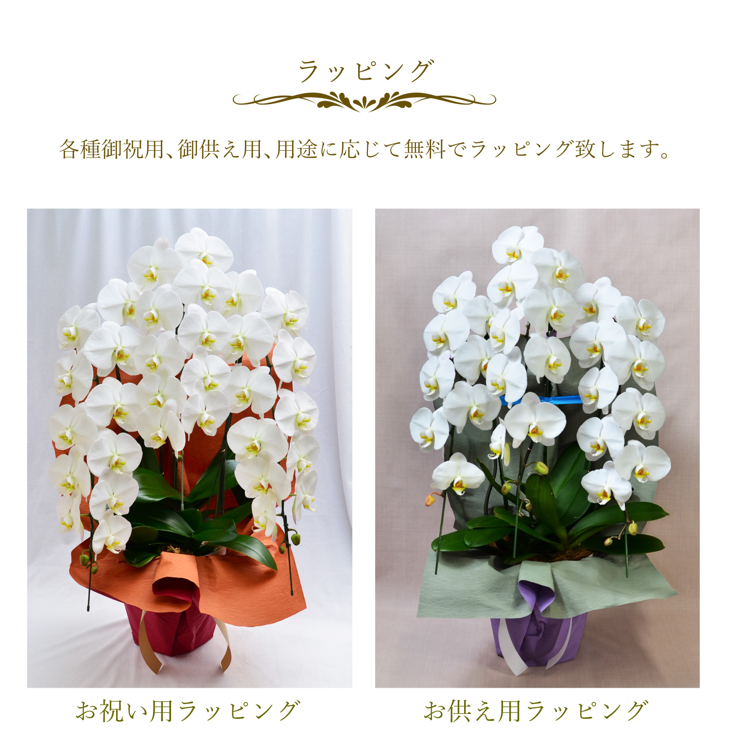 胡蝶蘭3本立35輪以上