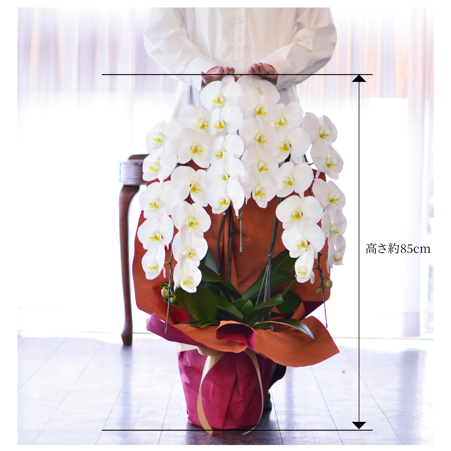 胡蝶蘭3本立35輪以上