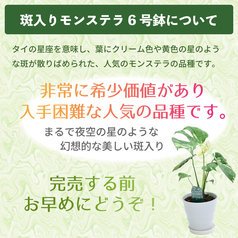 斑入りモンステラ