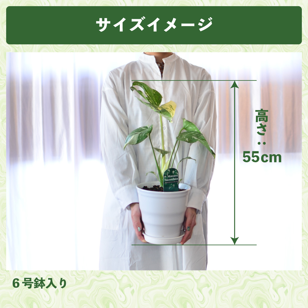 斑入りモンステラ