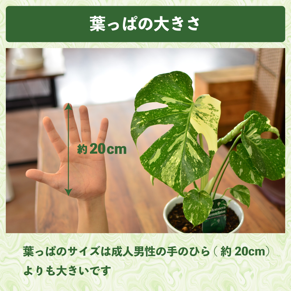 斑入りモンステラ