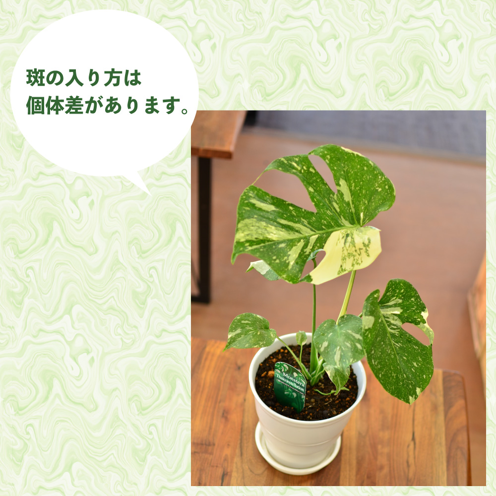 斑入りモンステラ