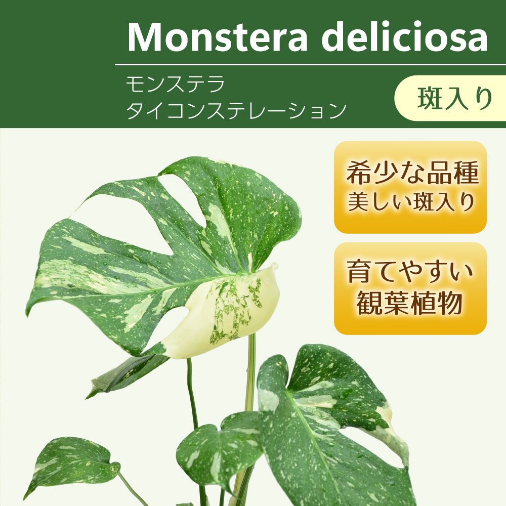 斑入りモンステラ