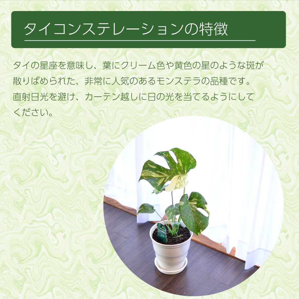 斑入りモンステラ
