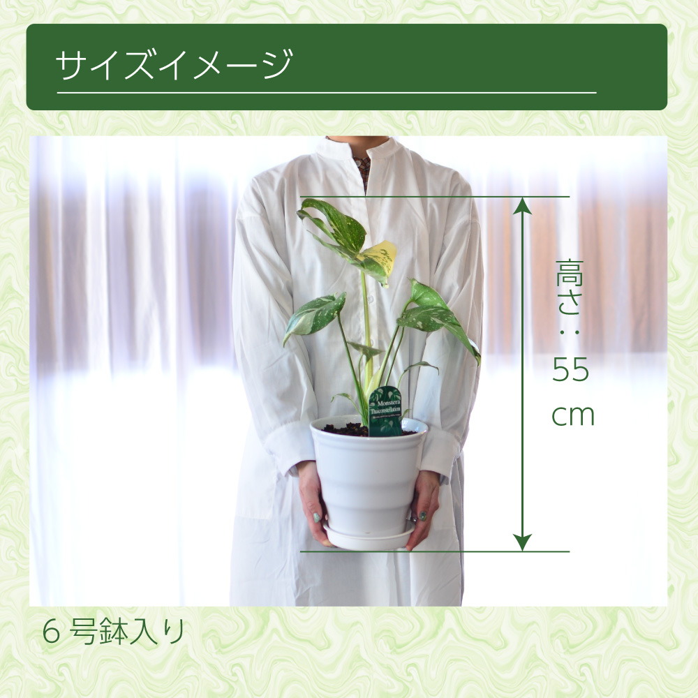 斑入りモンステラ