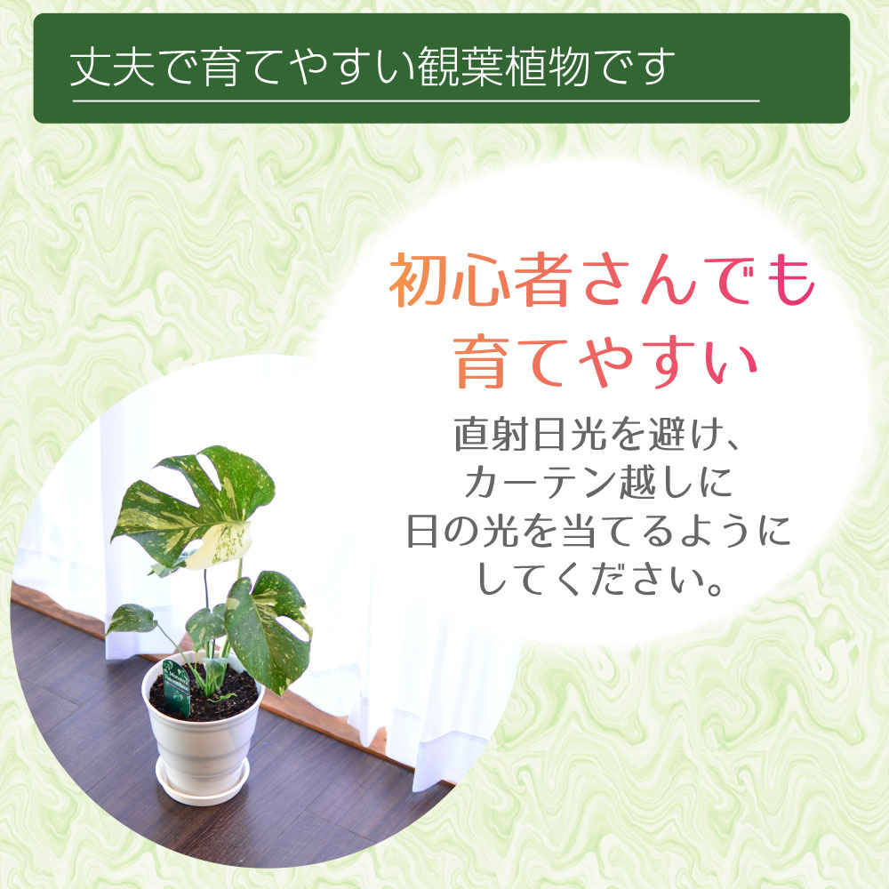 斑入りモンステラ