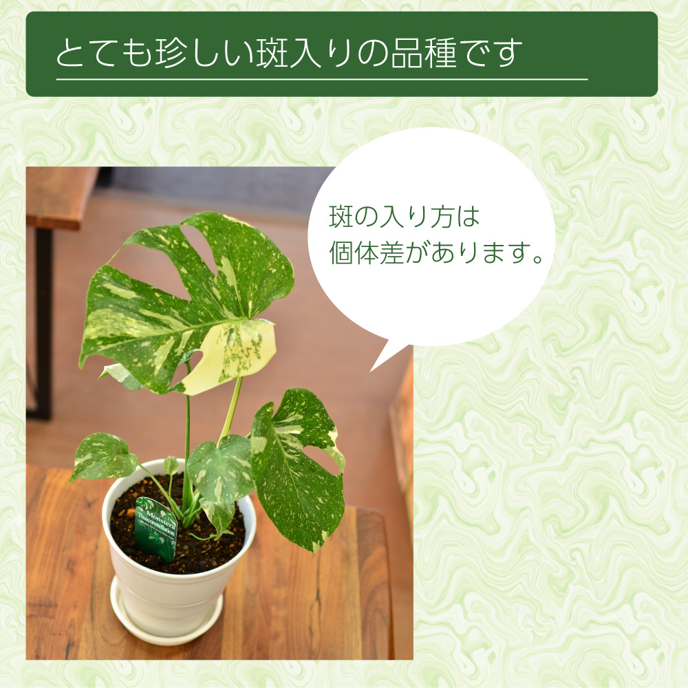 斑入りモンステラ