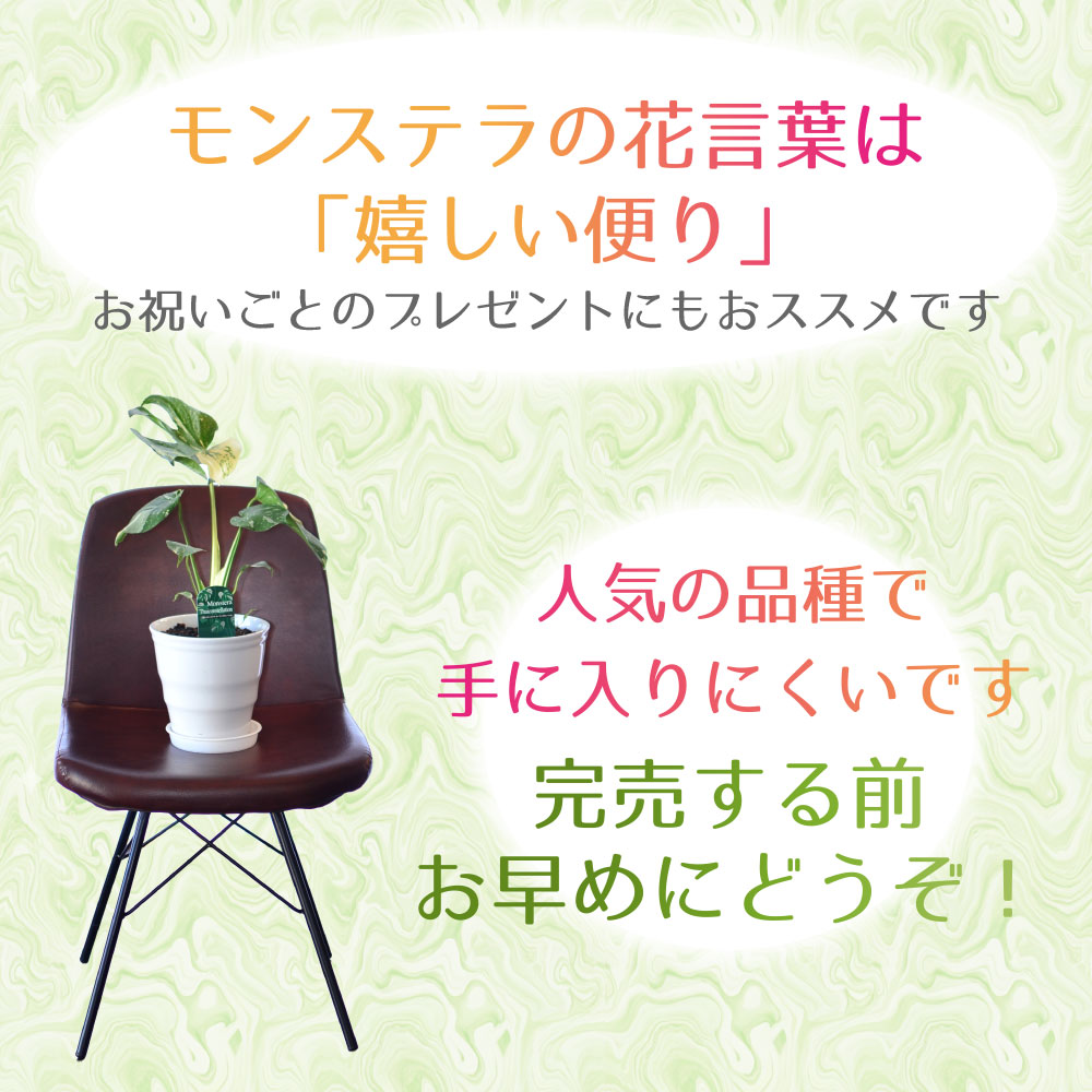 斑入りモンステラ